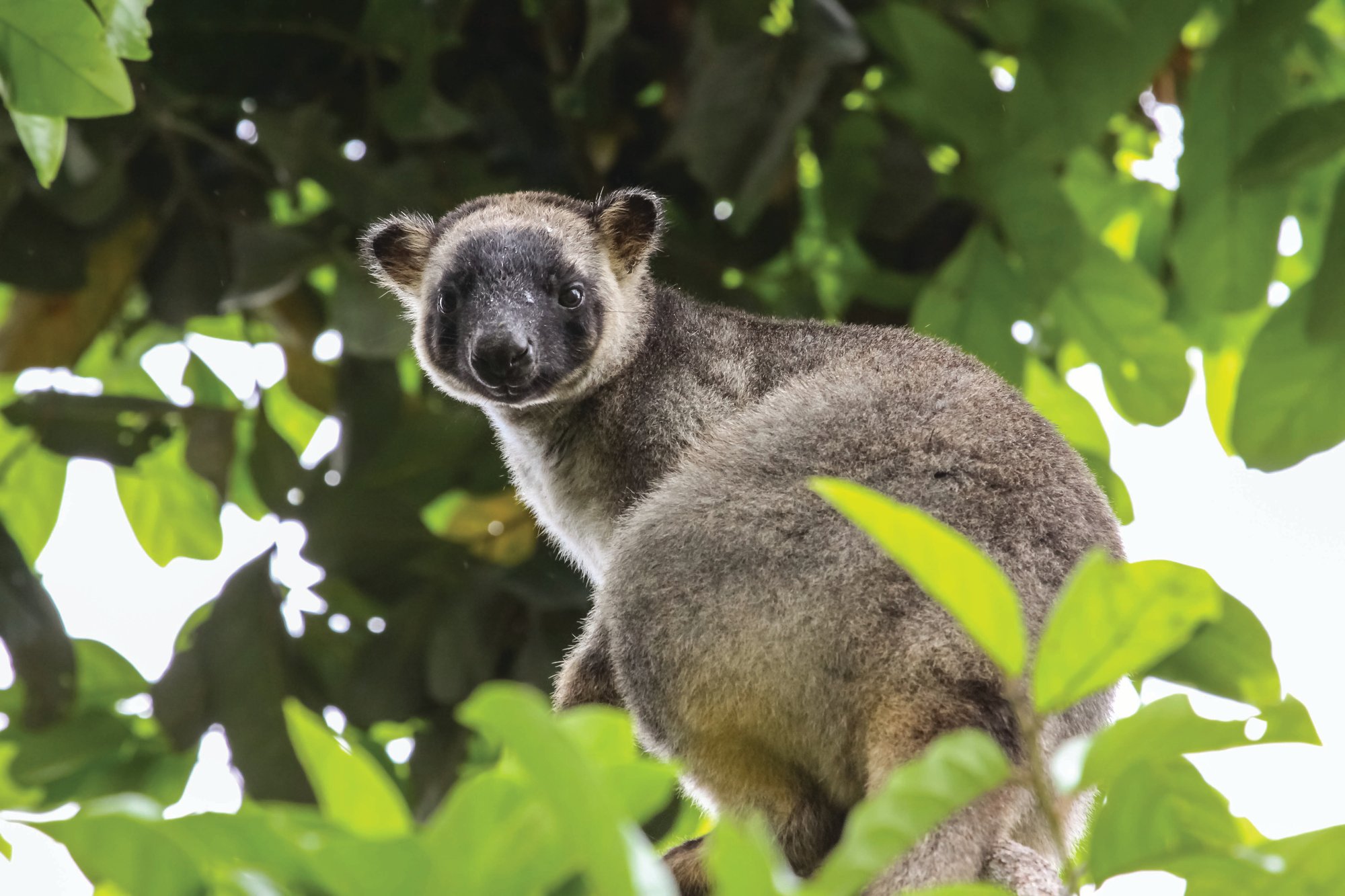 TREE KANGAROO BOUGHT LICENSE BY ART