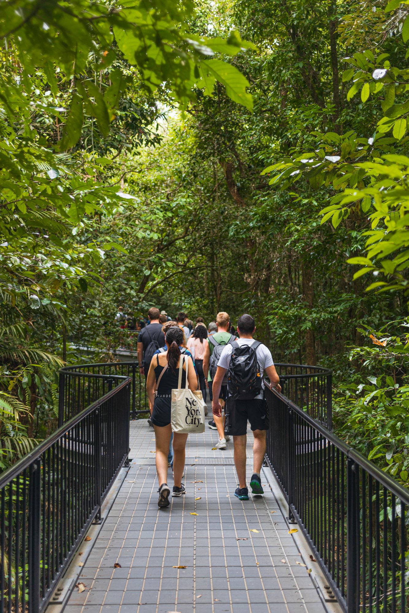 cape trib boaad walk cape trib boaad walk