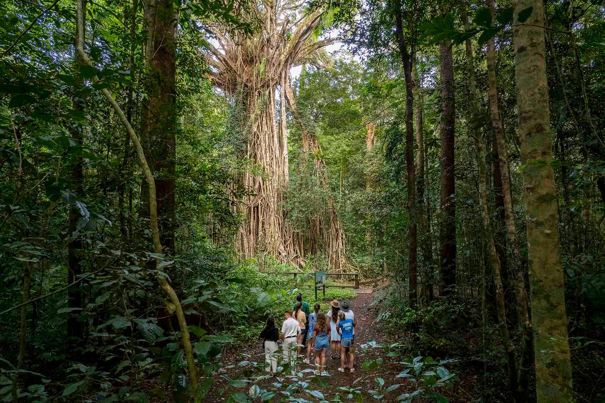 cathedral fig tree 2